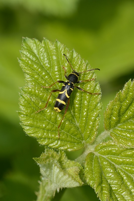 Clytus arietis predato da Xysticus sp.